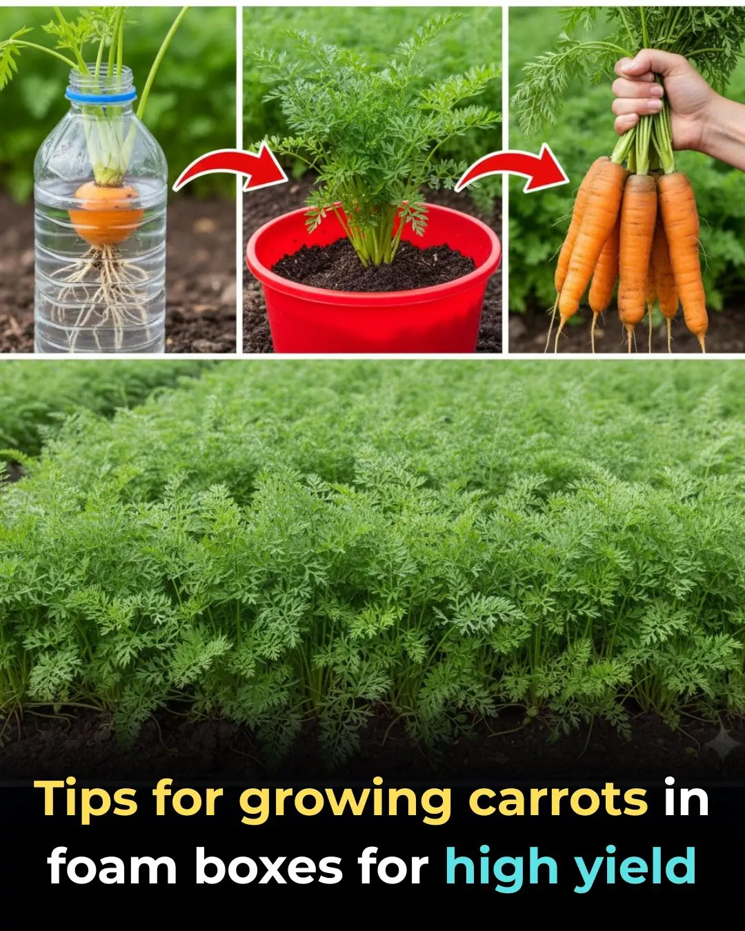 Tips for growing carrots in foam boxes for high yield