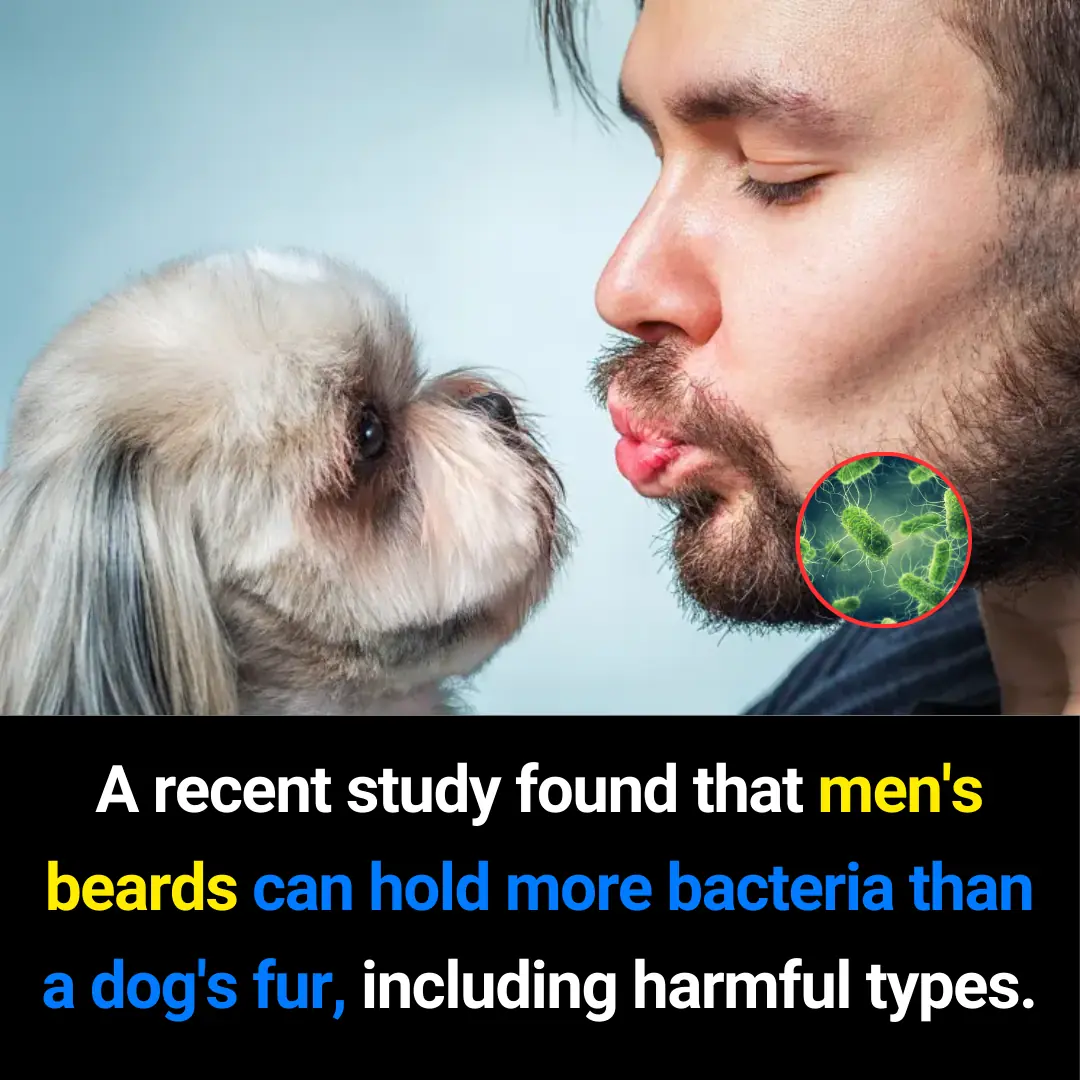 Are Beards Dirtier Than Dogs? What Science Says About Beard Bacteria and Proper Hygiene