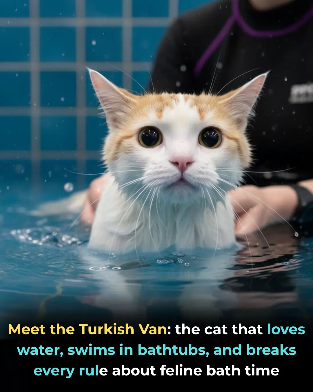 Meet the Turkish Van: The Swimming Cat Who Redefines Feline Behavior