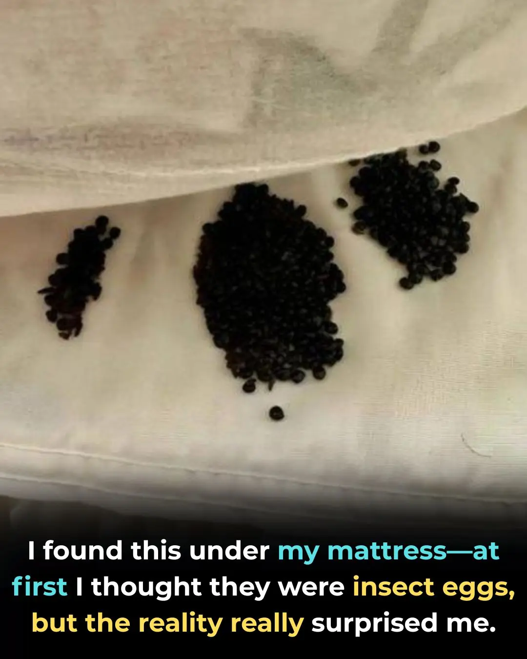 I Thought I Found Insect Eggs Under My Bed