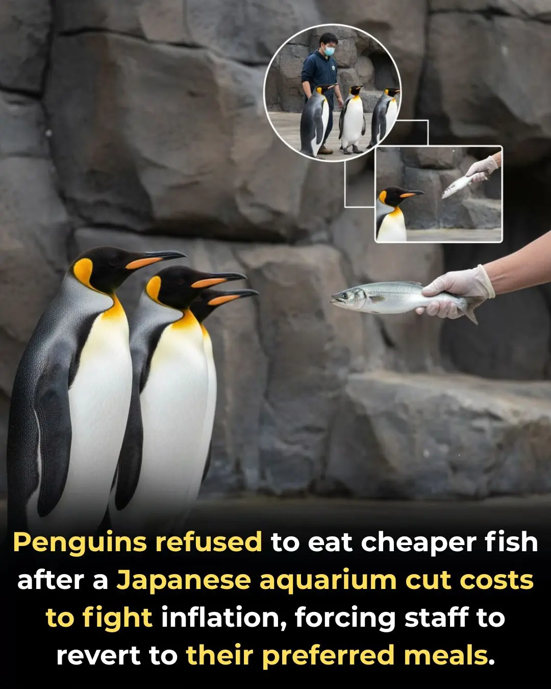 Penguins Reject Cheaper Fish as Japanese Aquarium Tries to Cut Costs