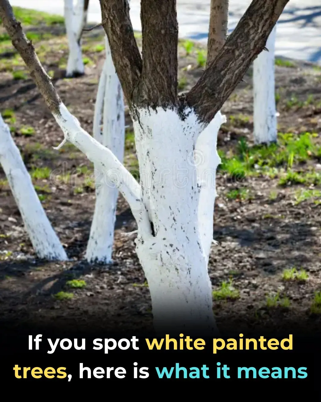Why Are Tree Trunks Painted White