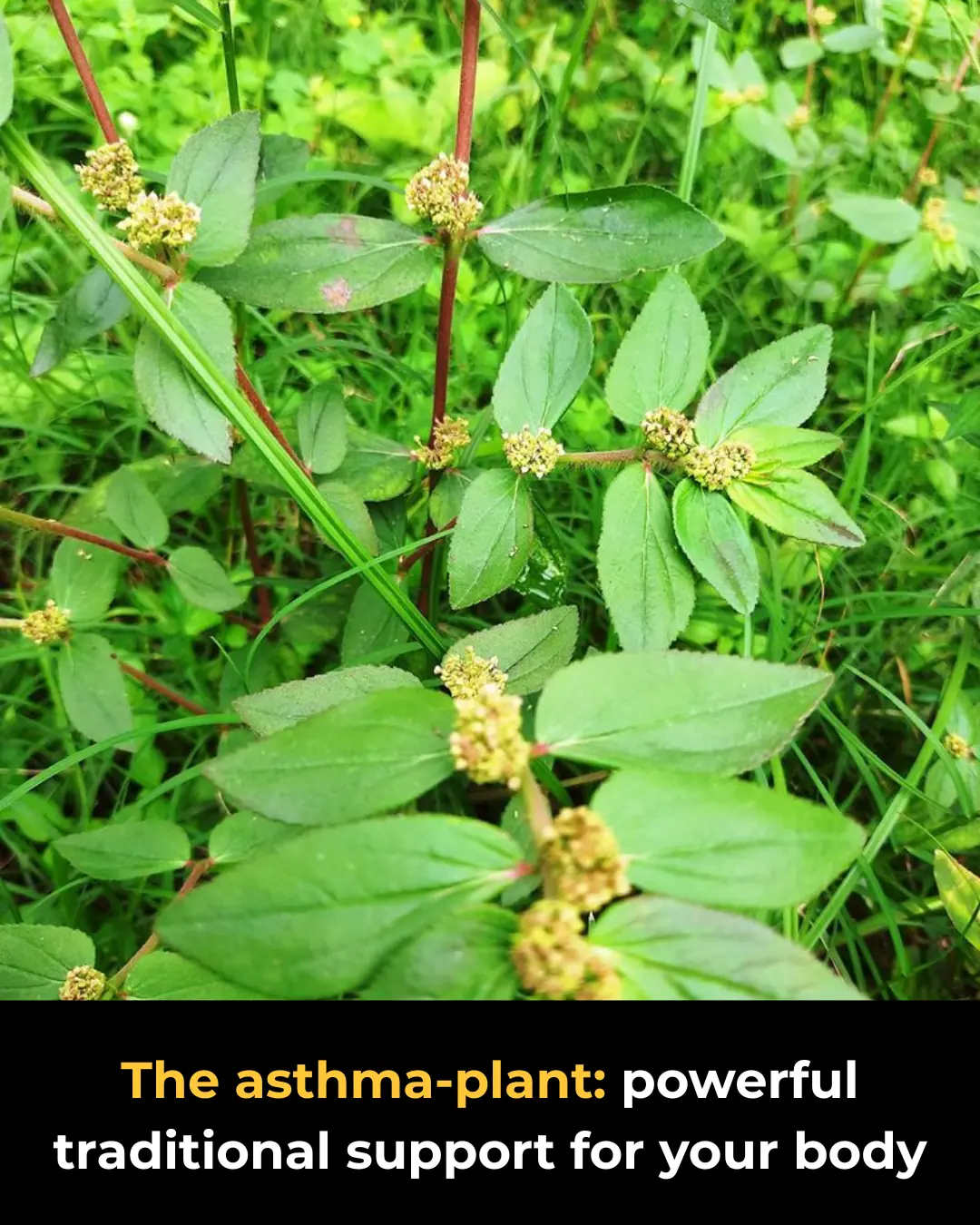 Euphorbia Hirta (Asthma-Plant): Traditional Uses, Applications & Emerging Insights