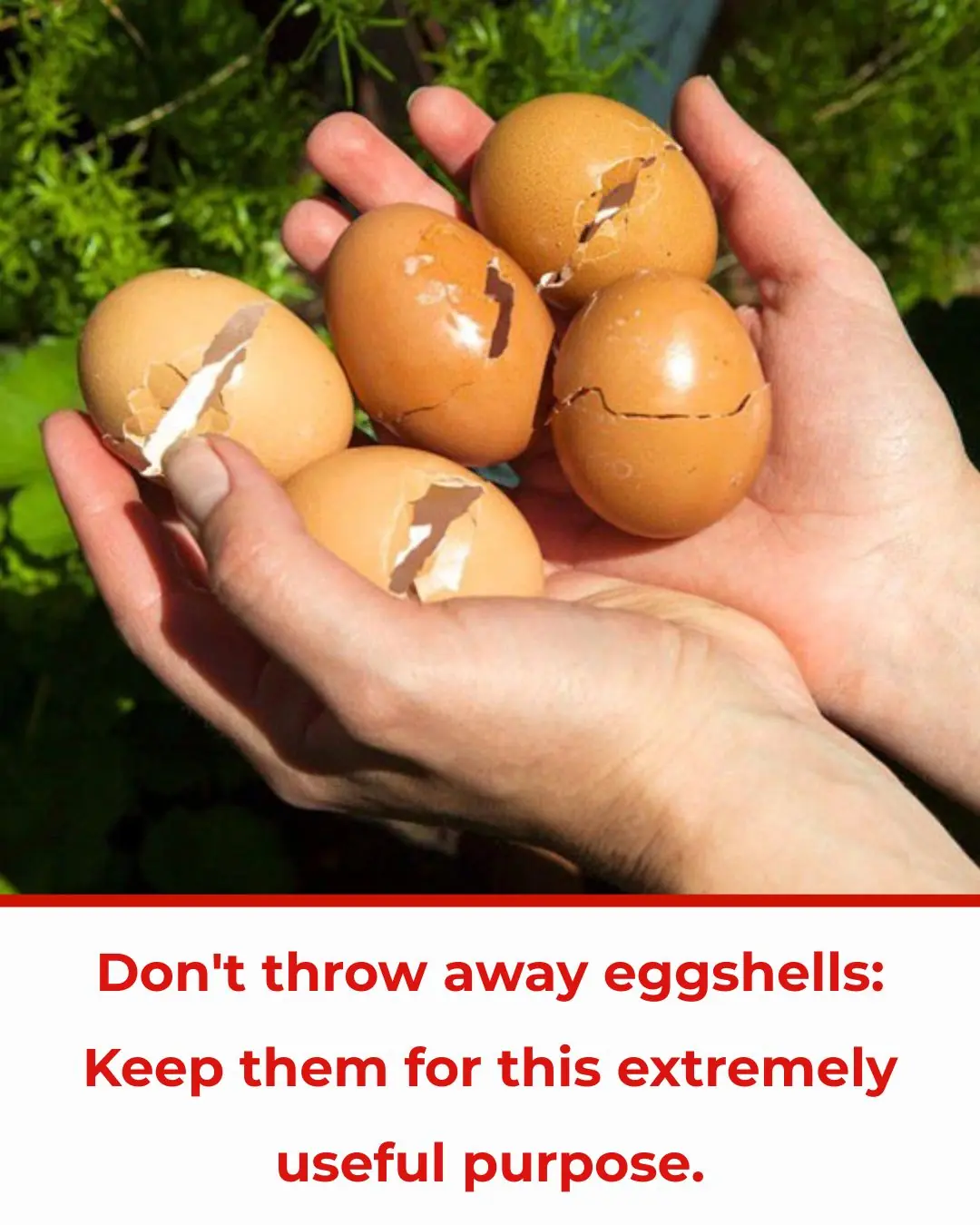 5 Brilliant Ways to Reuse Eggshells for a Greener, Smarter Home