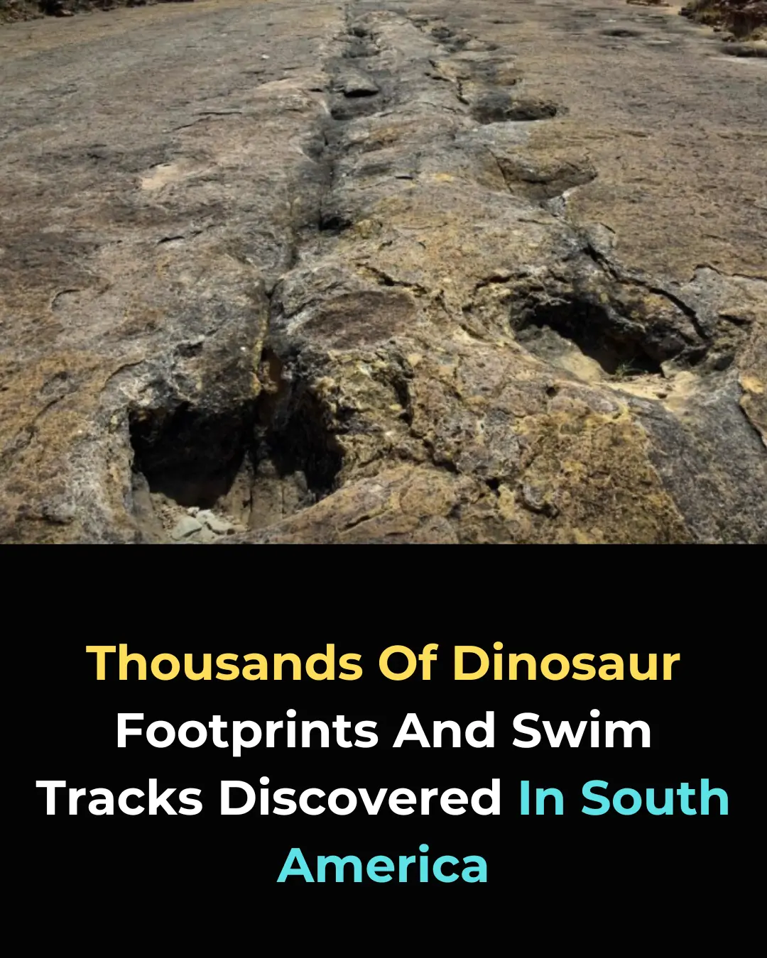18,000 Dinosaur Tracks Discovered in Bolivia Reveal Extraordinary Behavioral Evidence