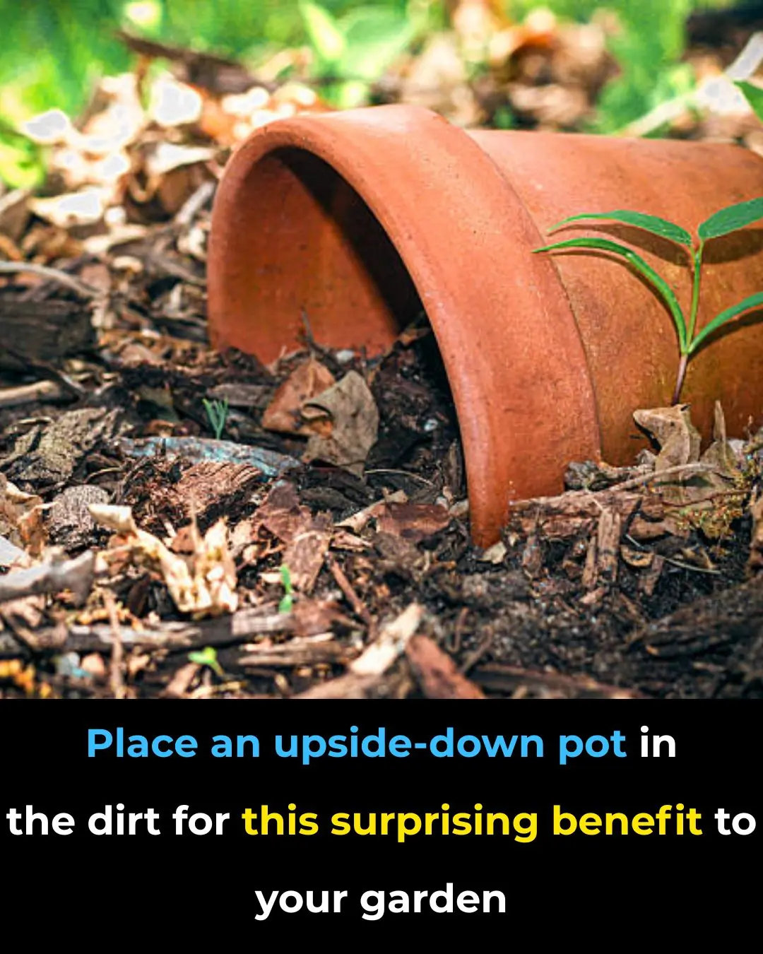 I definitely need to try this in my garden