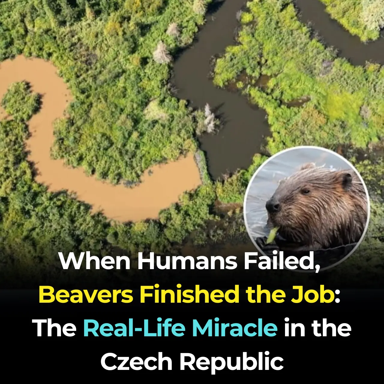 When Humans Failed, Beavers Finished the Job: The Real-Life Miracle in the Czech Republic