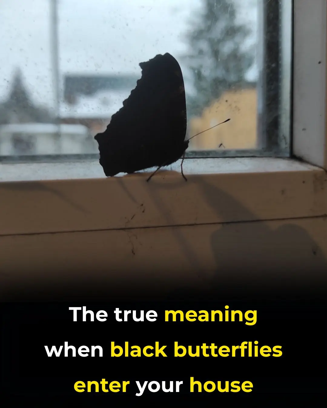 The true meaning when black butterflies enter your house