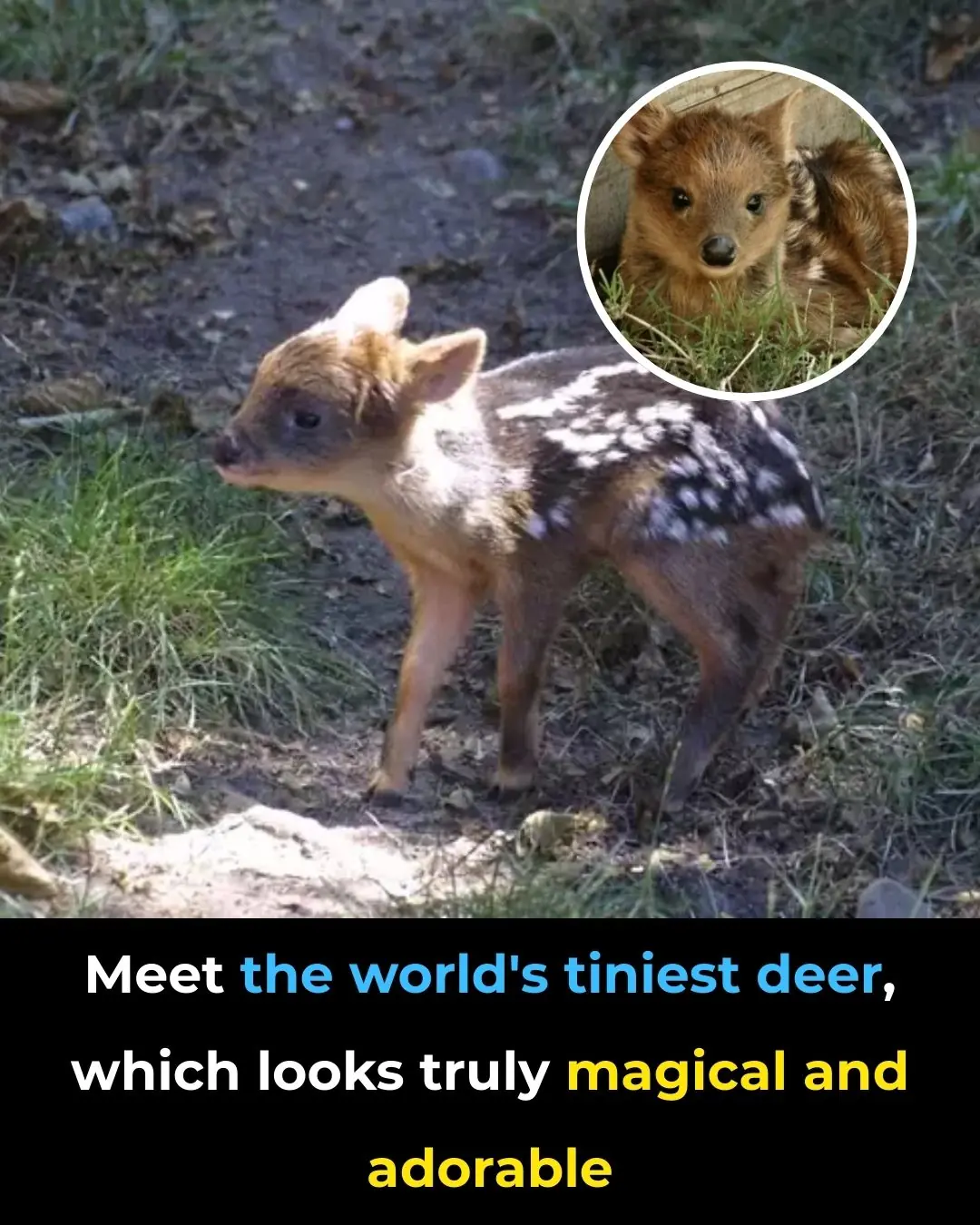 The Pudu: The World’s Tiniest Deer and Its Role in South America's Forest Ecosystems