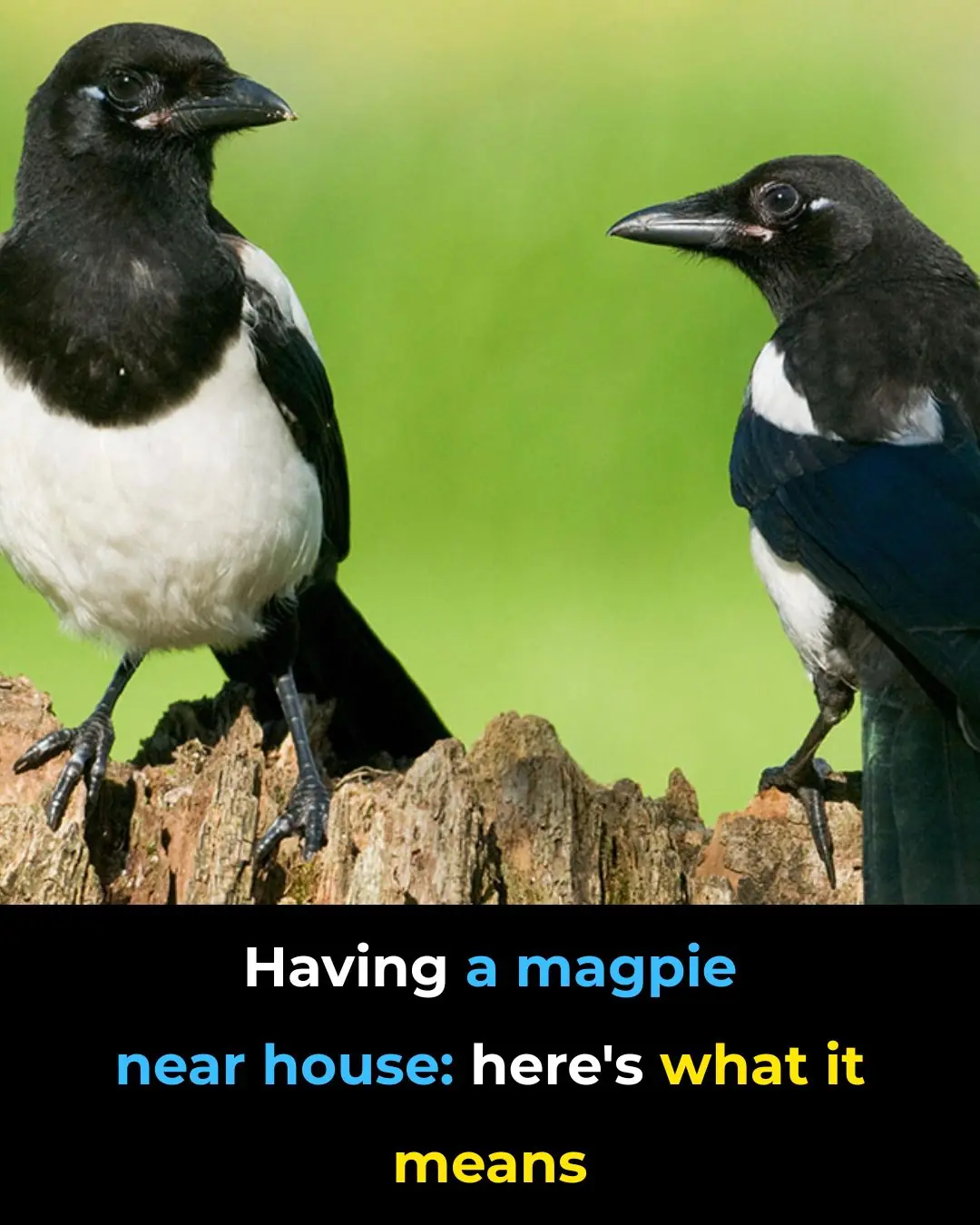 Magpie The Spiritual Meaning of an Unusual Encounter
