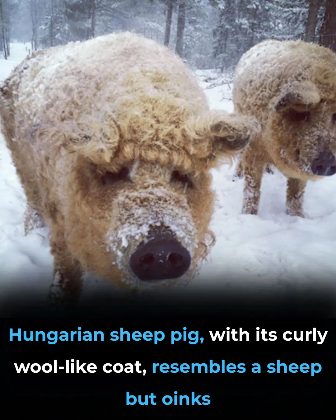 The Hungarian Mangalica: The Fascinating “Sheep Pig” Taking the World by Surprise