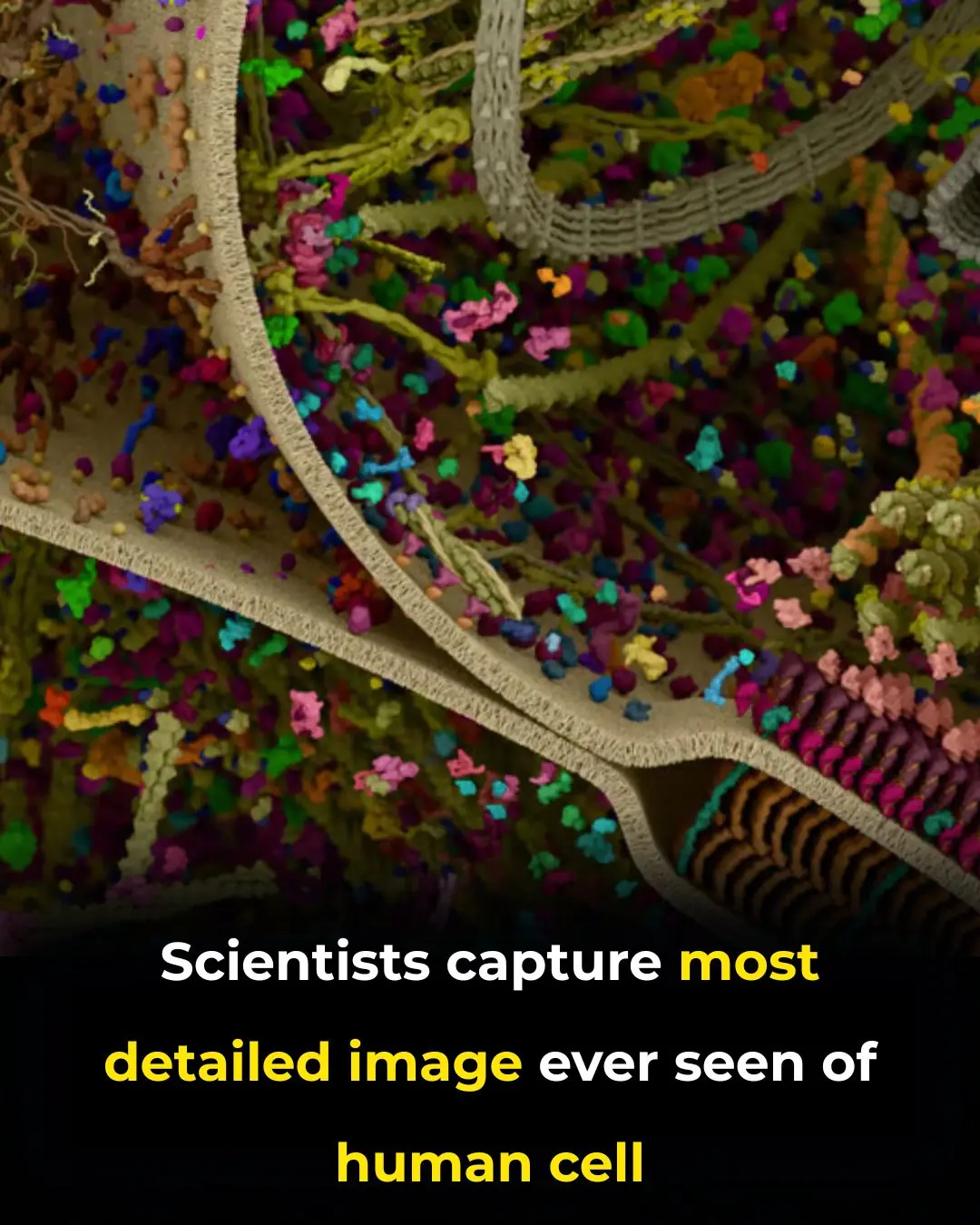 Revolutionary Breakthrough: Scientists Capture the Most Detailed 3D Image of a Human Cell