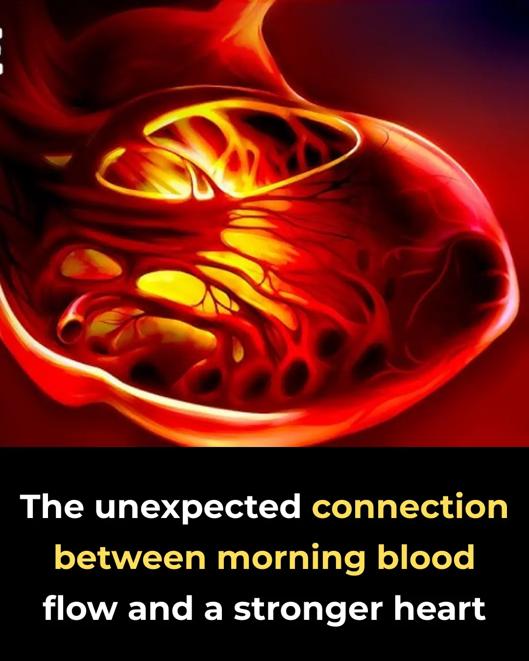 The unexpected connection between morning blood flow and a stronger heart