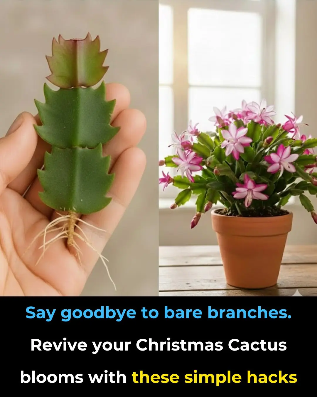 Say Goodbye to Bare Branches: Easy Hacks to Bring Your Christmas Cactus Back to Blooming