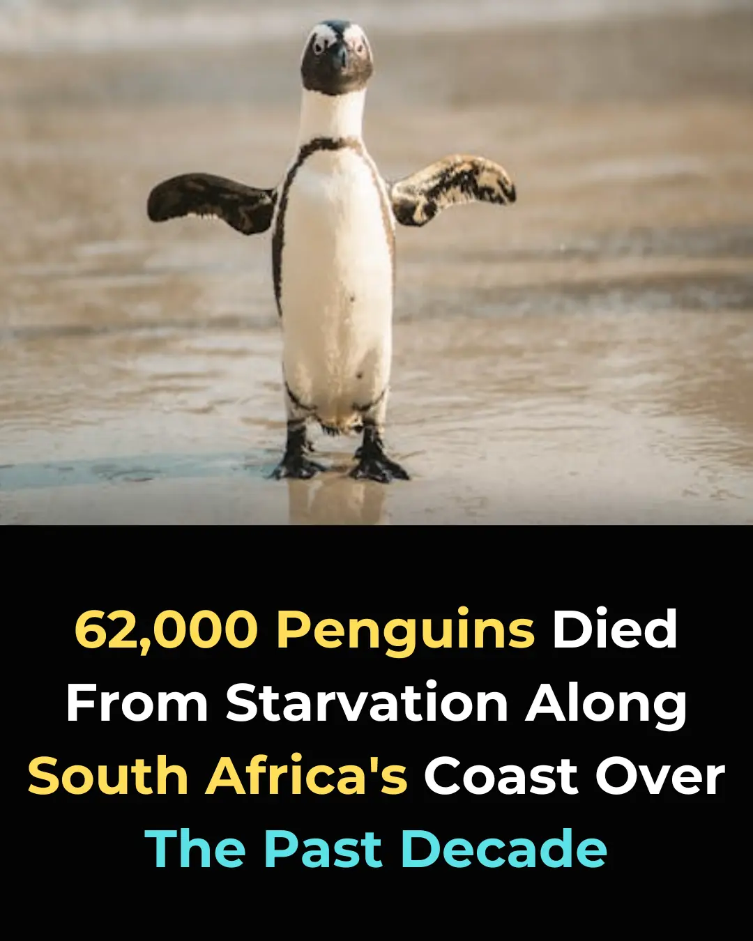 62,000 African Penguins Have Died From Starvation in South Africa: A Call for Urgent Conservation Action
