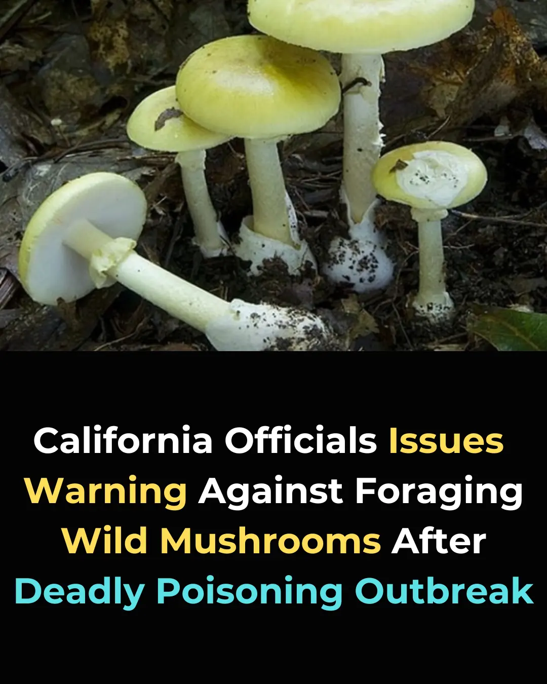 Urgent Warning: 21 Poisonings Linked to Deadly Death Cap Mushrooms in California – Here's What You Need to Know!