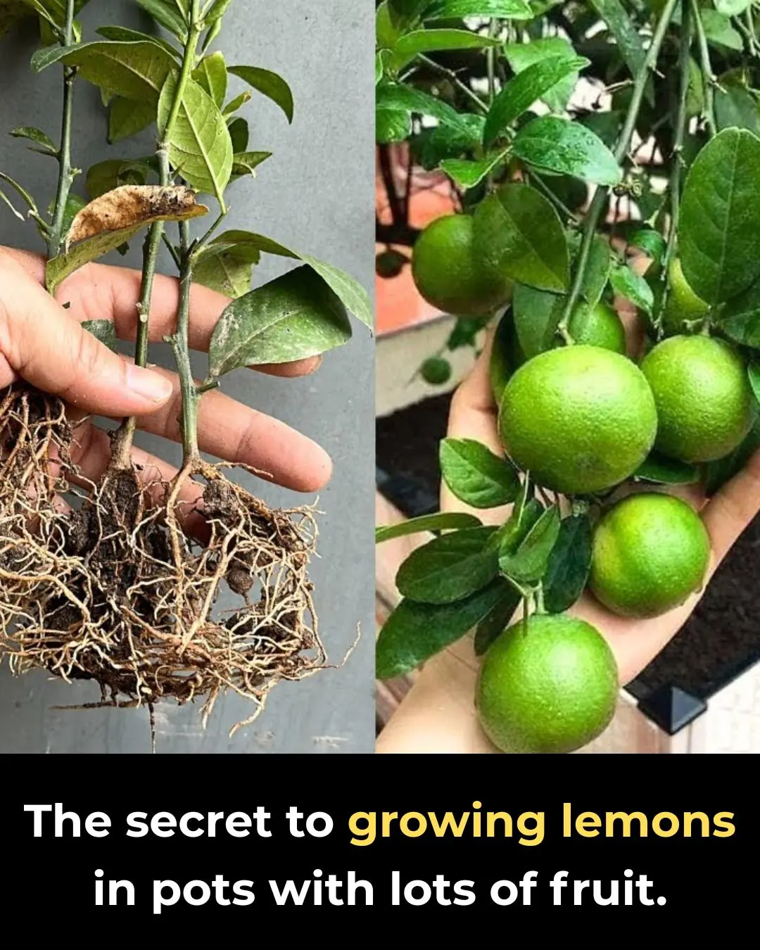 The secret to growing lemons in pots with lots of fruit.