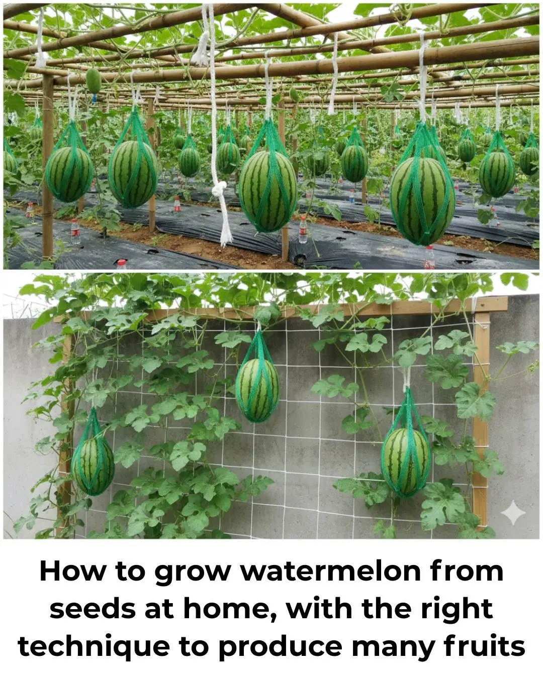 How to grow watermelon from seeds at home, with the right technique to produce many fruits