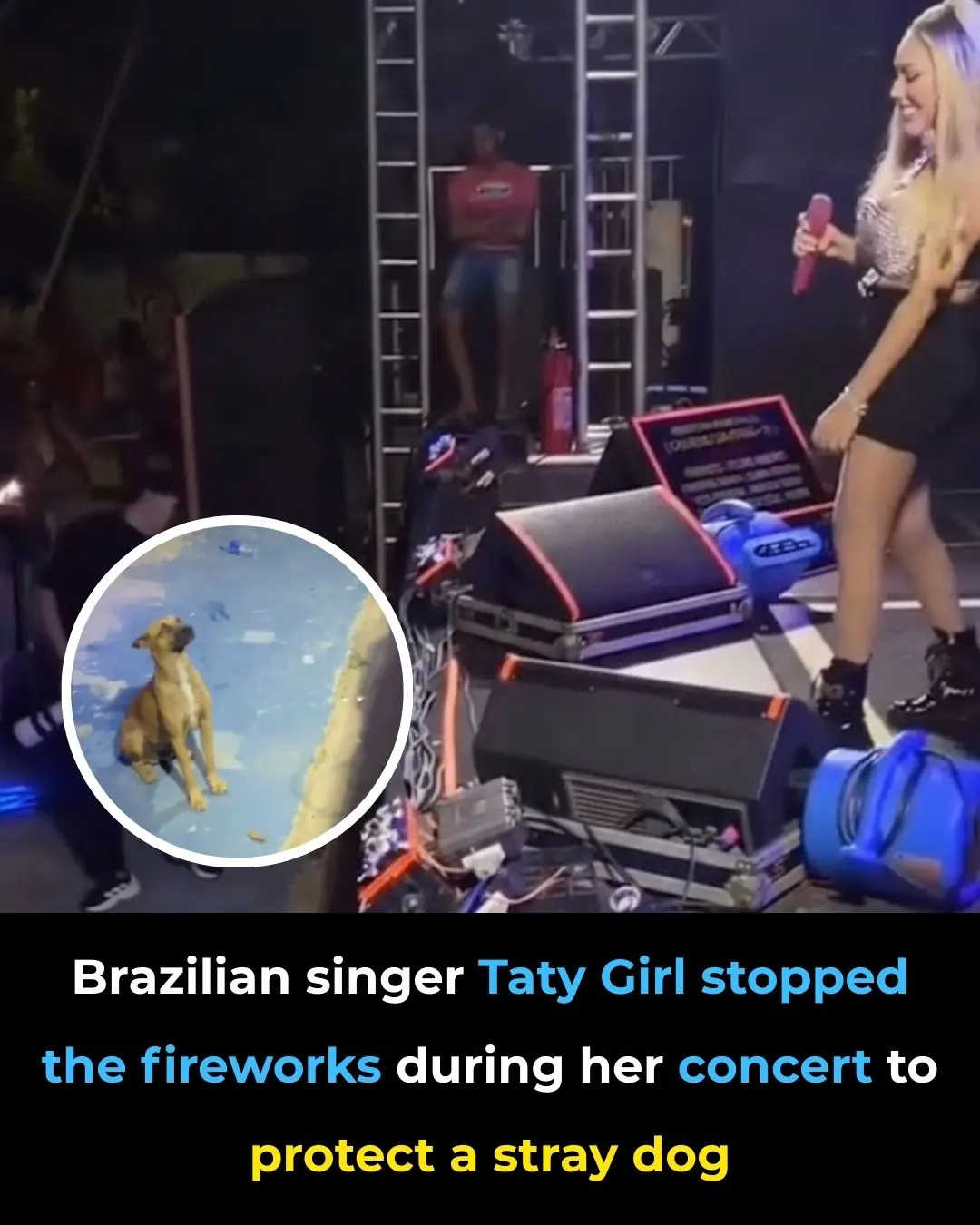 How Singer Taty's Compassionate Act for a Stray Dog Touched the Hearts of Her Fans