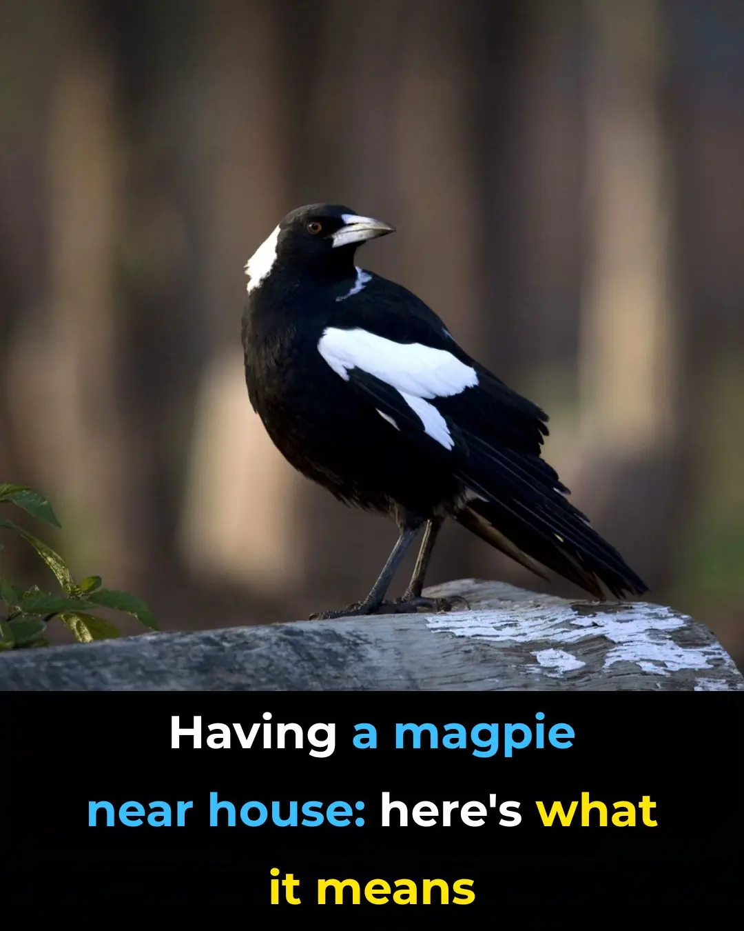 Magpie The Spiritual Meaning of an Unusual Encounter