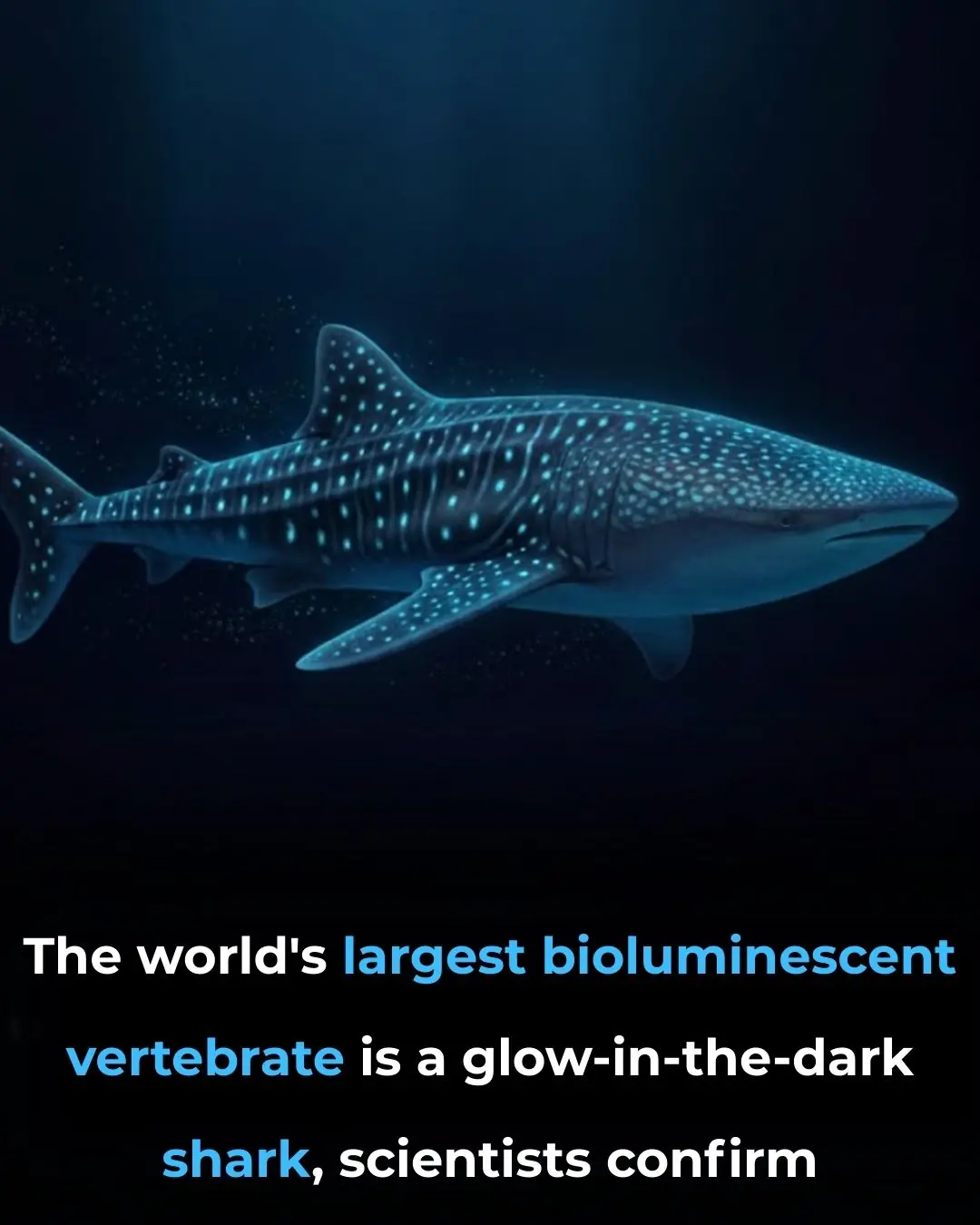 World's Largest Bioluminescent Vertebrate Confirmed: The Glow-in-the-Dark Kitefin Shark