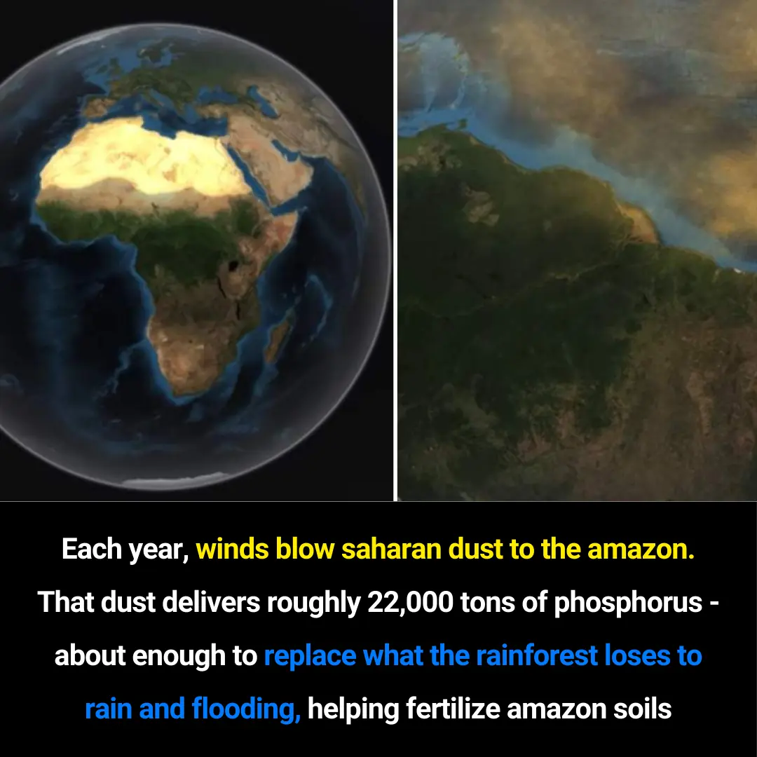 How Sahara Desert Dust Helps Fertilize the Amazon Rainforest — Even From 5,000 Miles Away