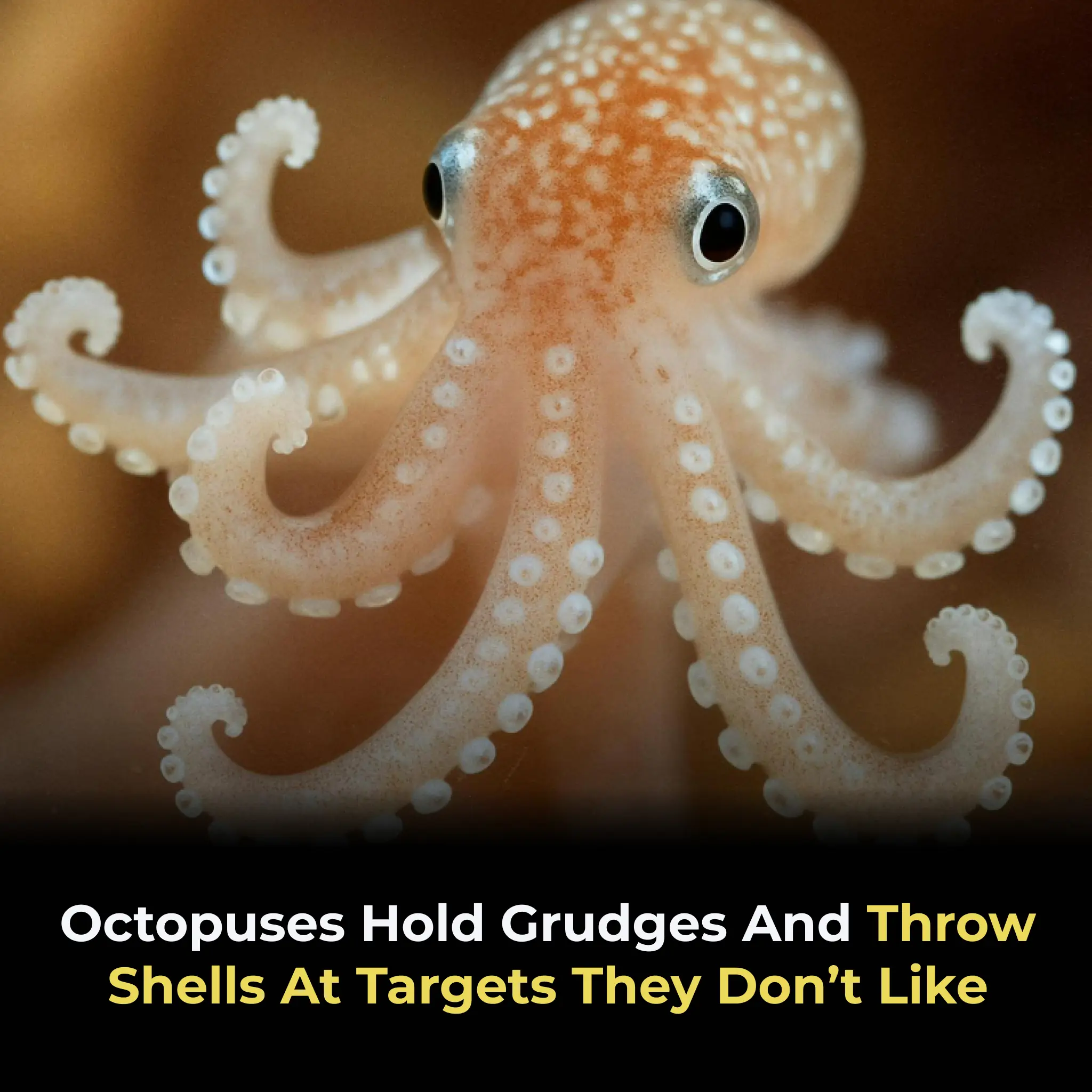 Octopuses Hold Grudges And Throw Shells At Targets They Don’t Like