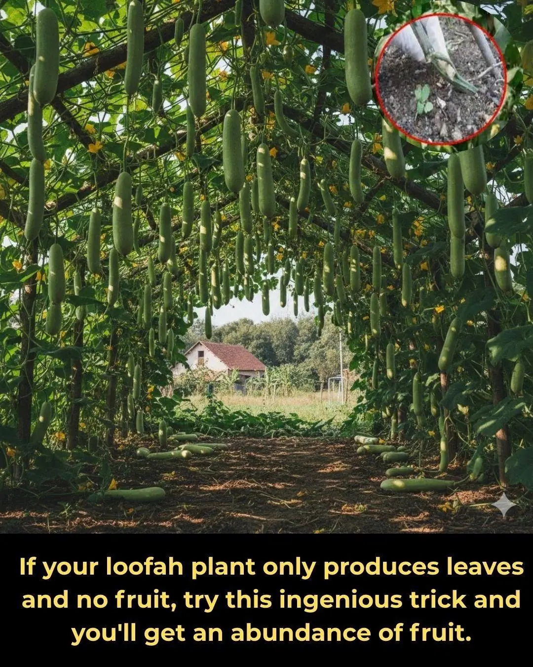 If your loofah plant only produces leaves and no fruit, try this ingenious trick and you'll get an abundance of fruit.