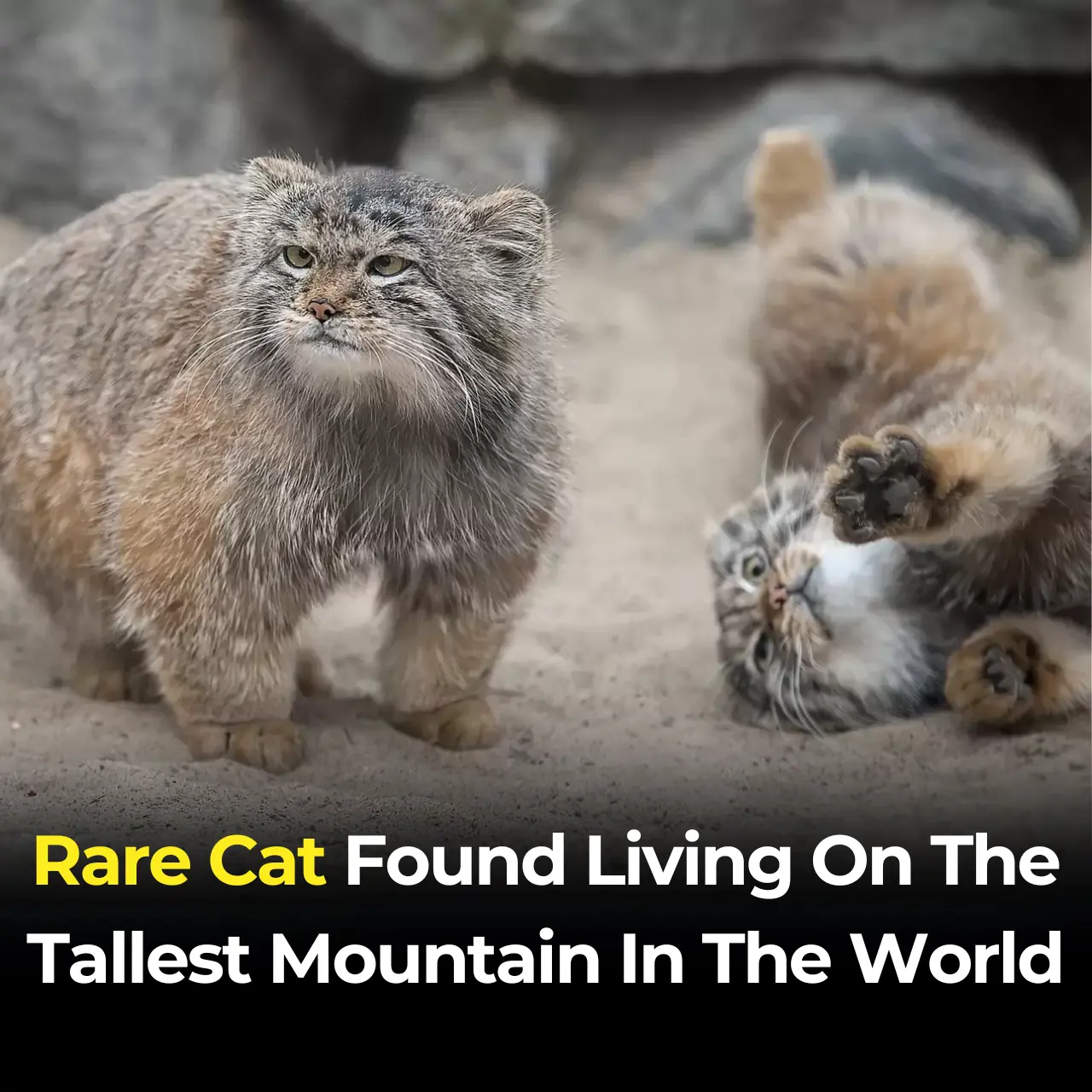 Rare Cat Found Living On The Tallest Mountain In The World