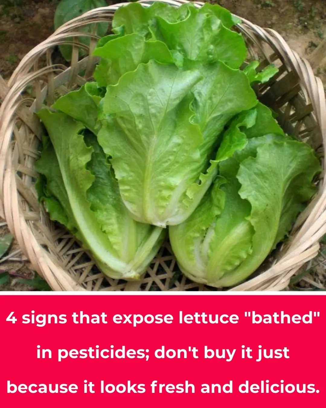 4 signs that expose lettuce "bathed" in pesticides; don't buy it just because it looks fresh and delicious.