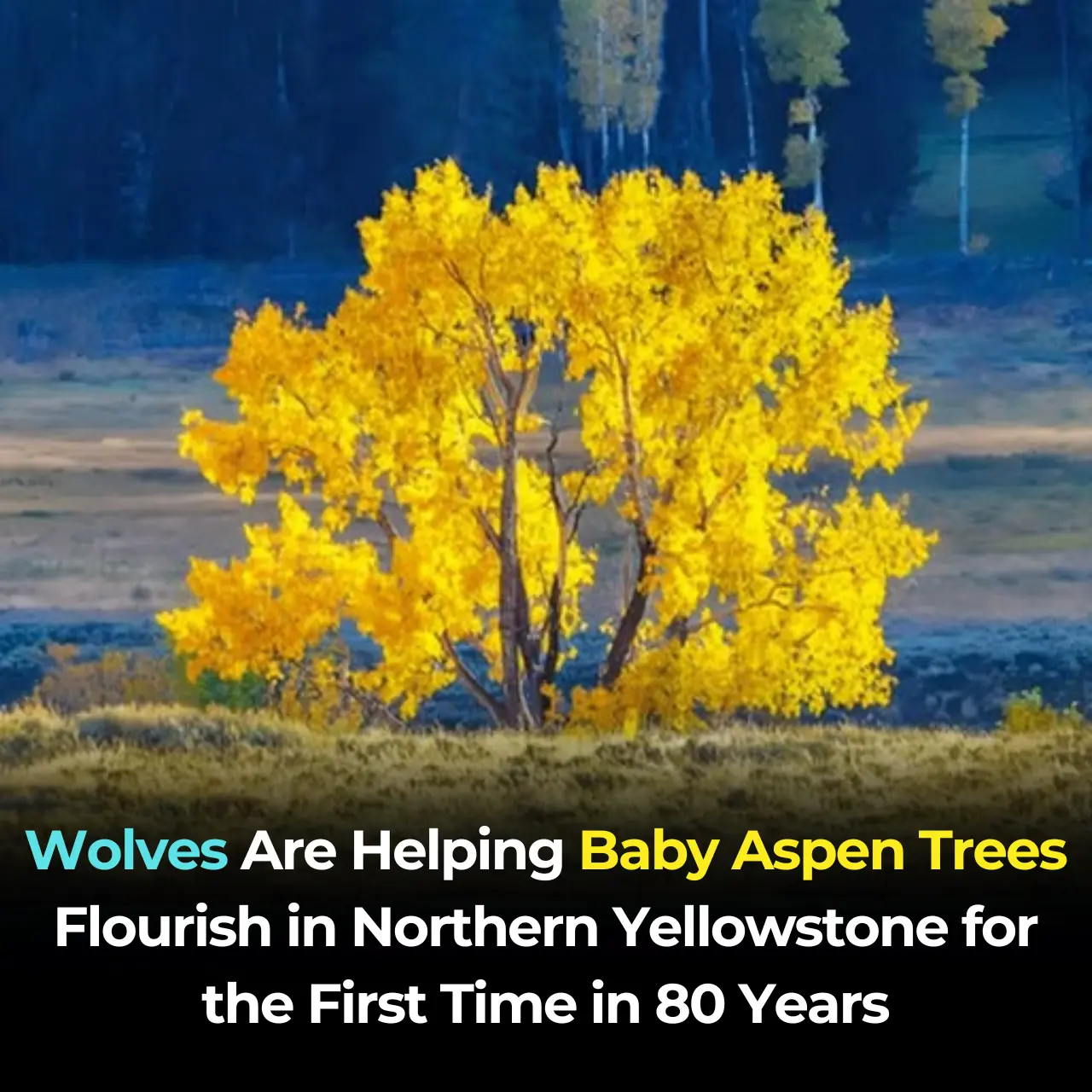 Reintroduced Wolves Are Helping Baby Aspen Trees Flourish in Northern Yellowstone for the First Time in 80 Years, Study Suggests
