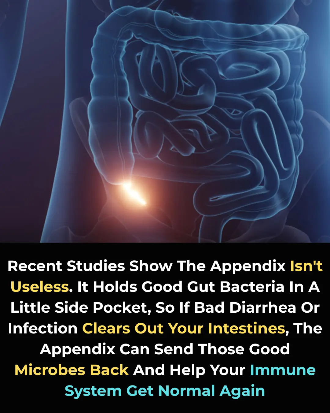 Surprising Discovery: The Appendix Is Not Useless After All – It Plays a Key Role in Gut Health!