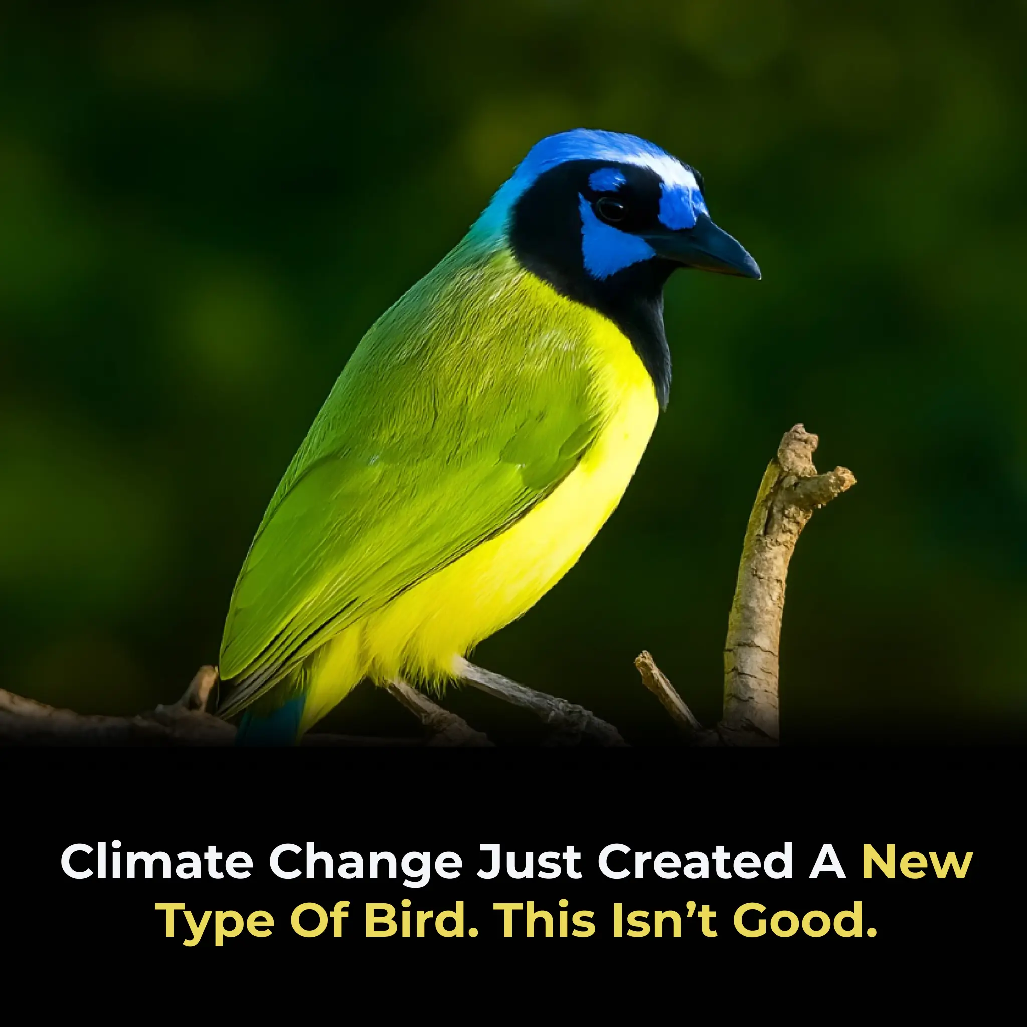 Climate Change Just Created A New Type Of Bird. This Isn’t Good.