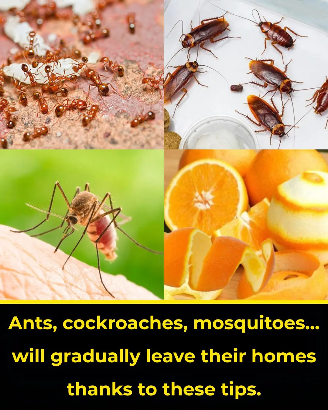 Ants, cockroaches, mosquitoes… will gradually leave their homes thanks to these tips.