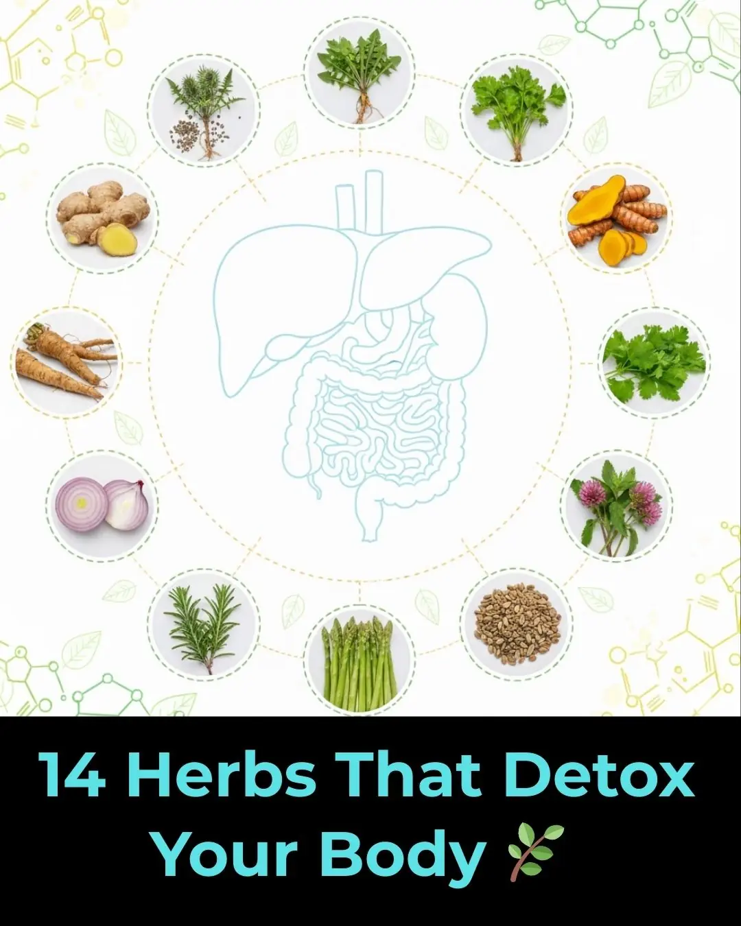Science-Backed Herbs That Cleanse and Protect Your Body