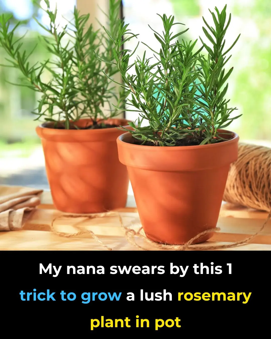 This Is News to Me: The Simple Trick for Growing Perfect Potted Rosemary