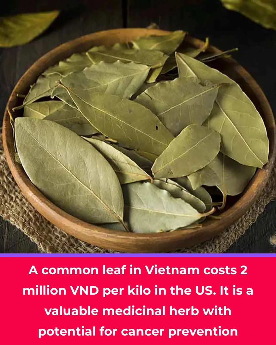 This humble Vietnamese leaf sells for $80 per kilo in the U.S. — a powerful medicinal herb with cancer-fighting potential
