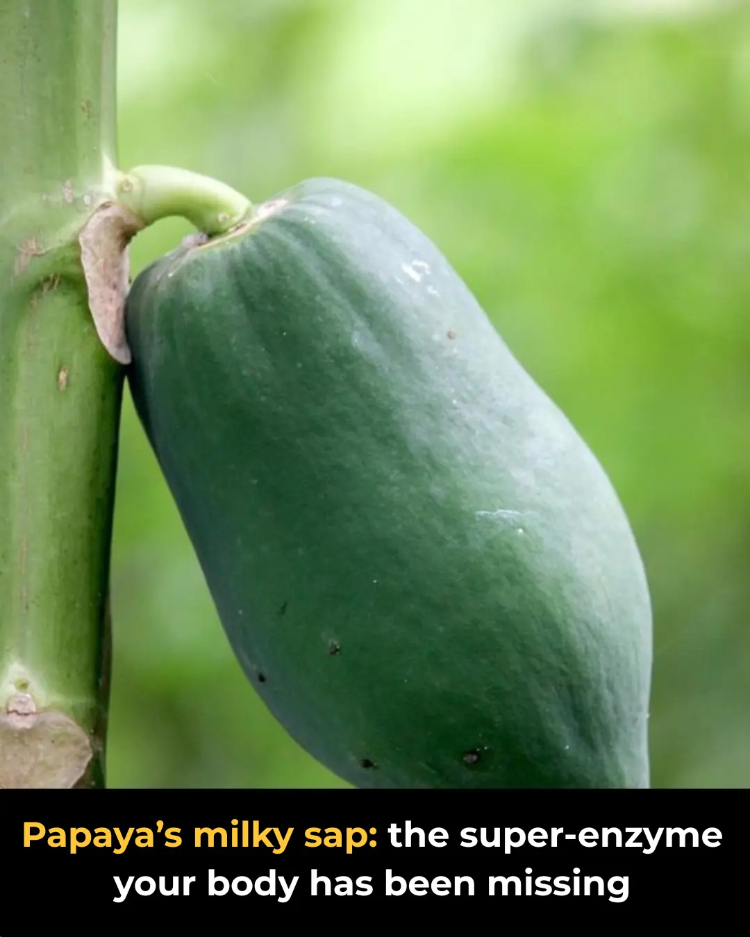 Discover Papaya’s Milky Sap: 9 Hidden Benefits You’re Missing Out On