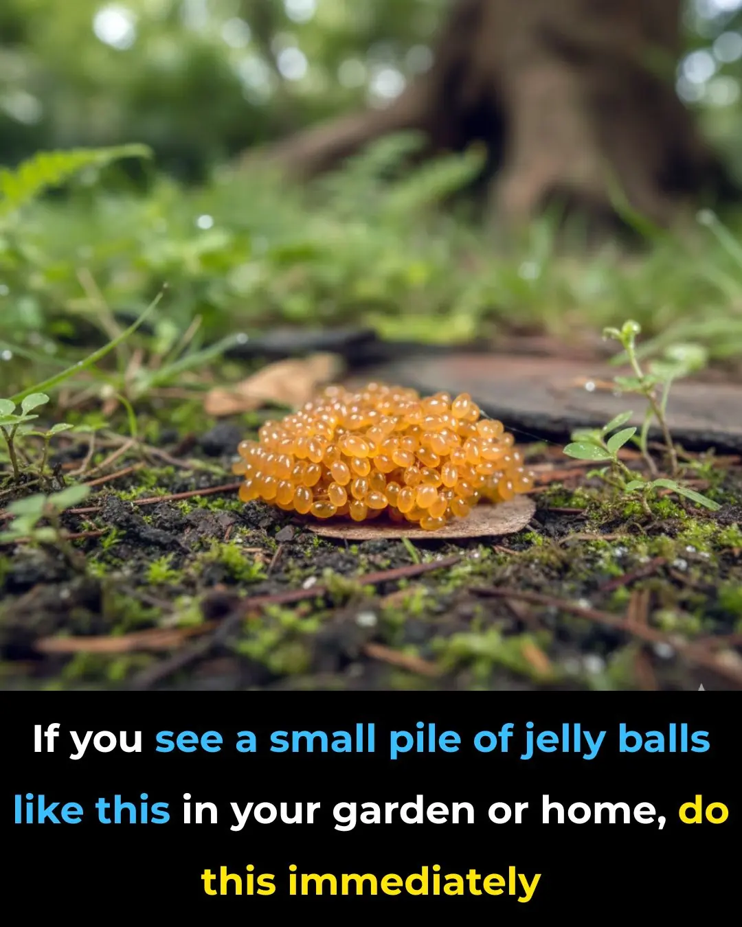 They Look So Harmless — But Tick Eggs Can Be a Serious Problem