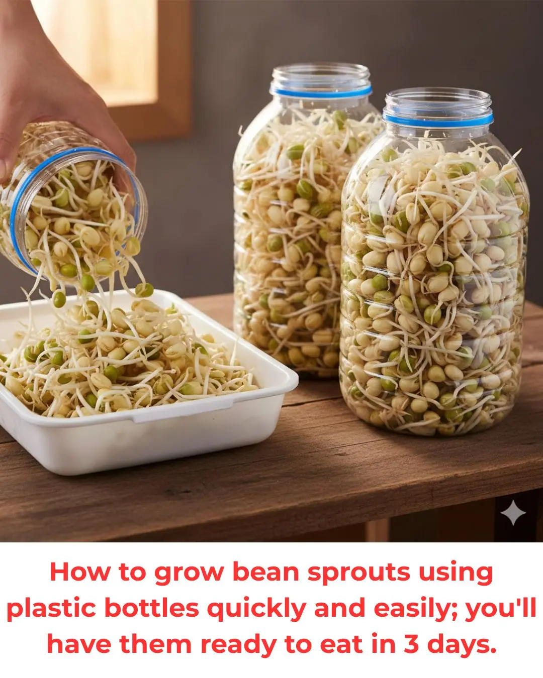 How to grow bean sprouts using plastic bottles quickly and easily; you'll have them ready to eat in 3 days.