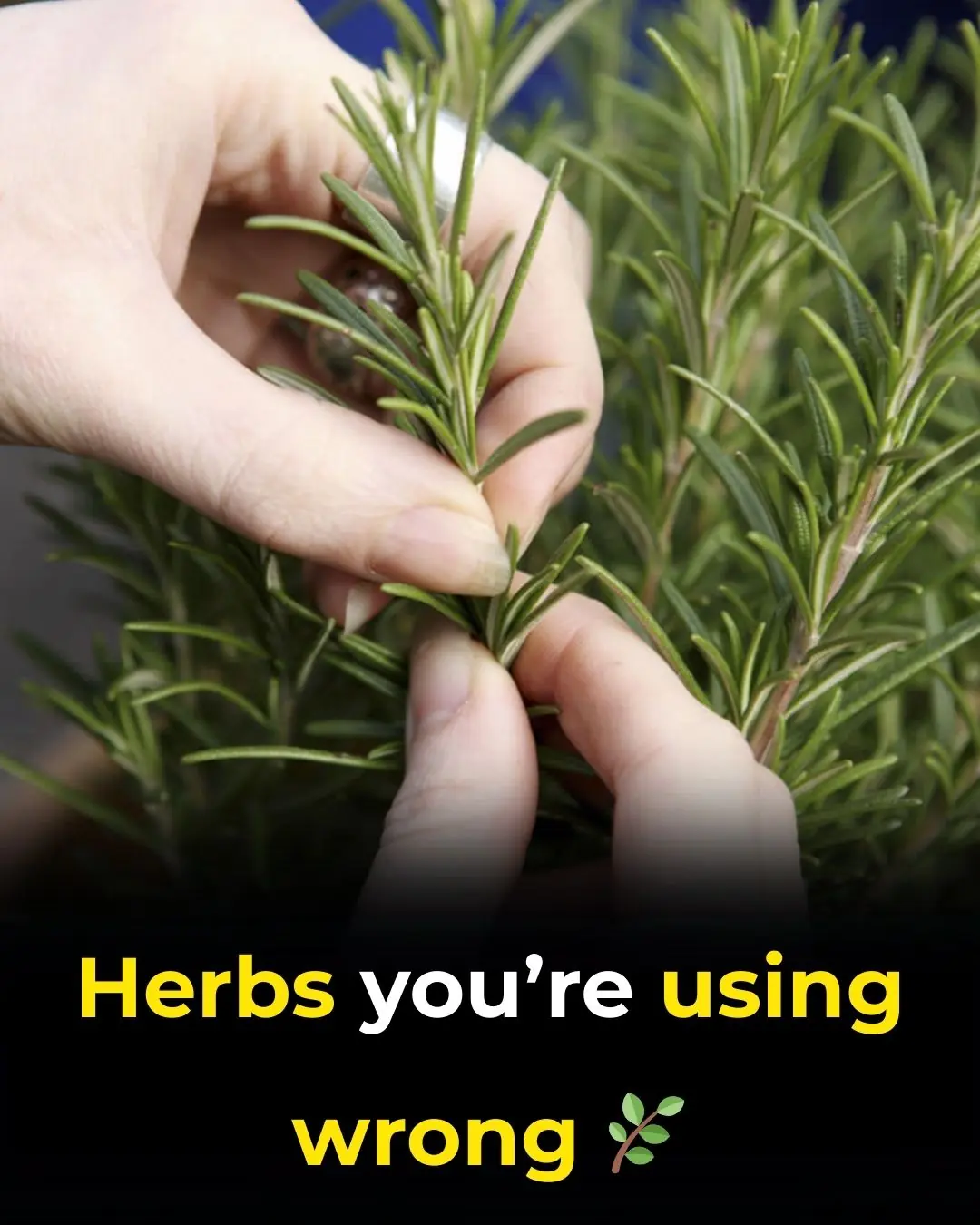 Herbs You’re Using Wrong: Science-Backed Ways to Get the Most From Natural Remedies