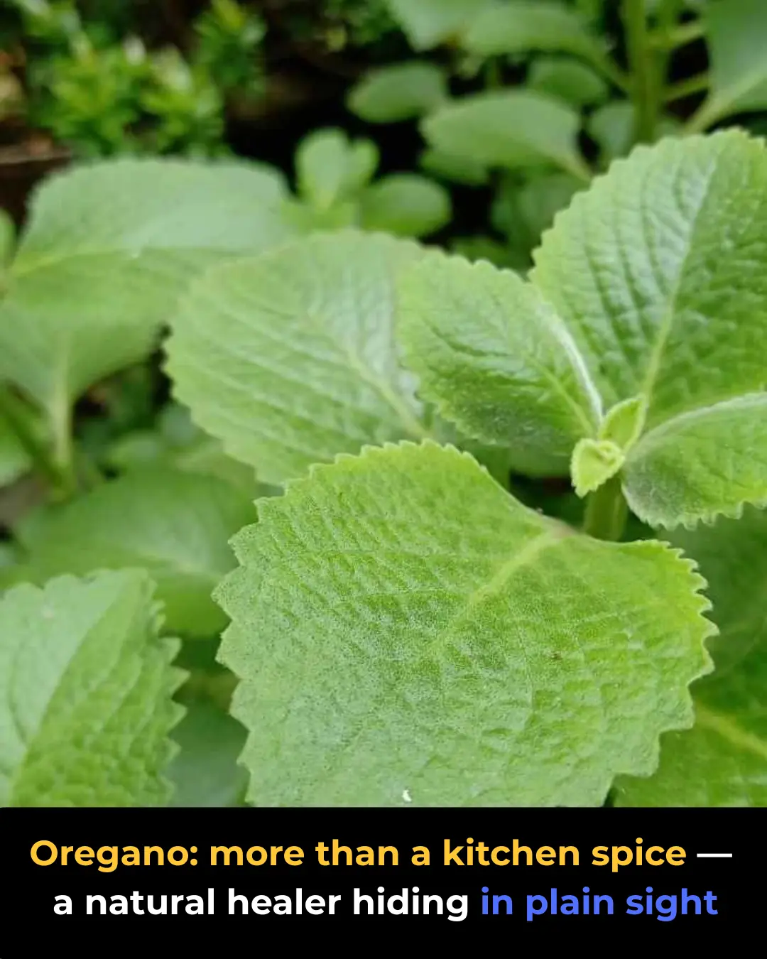 Oregano: Nature’s Small but Mighty Healer