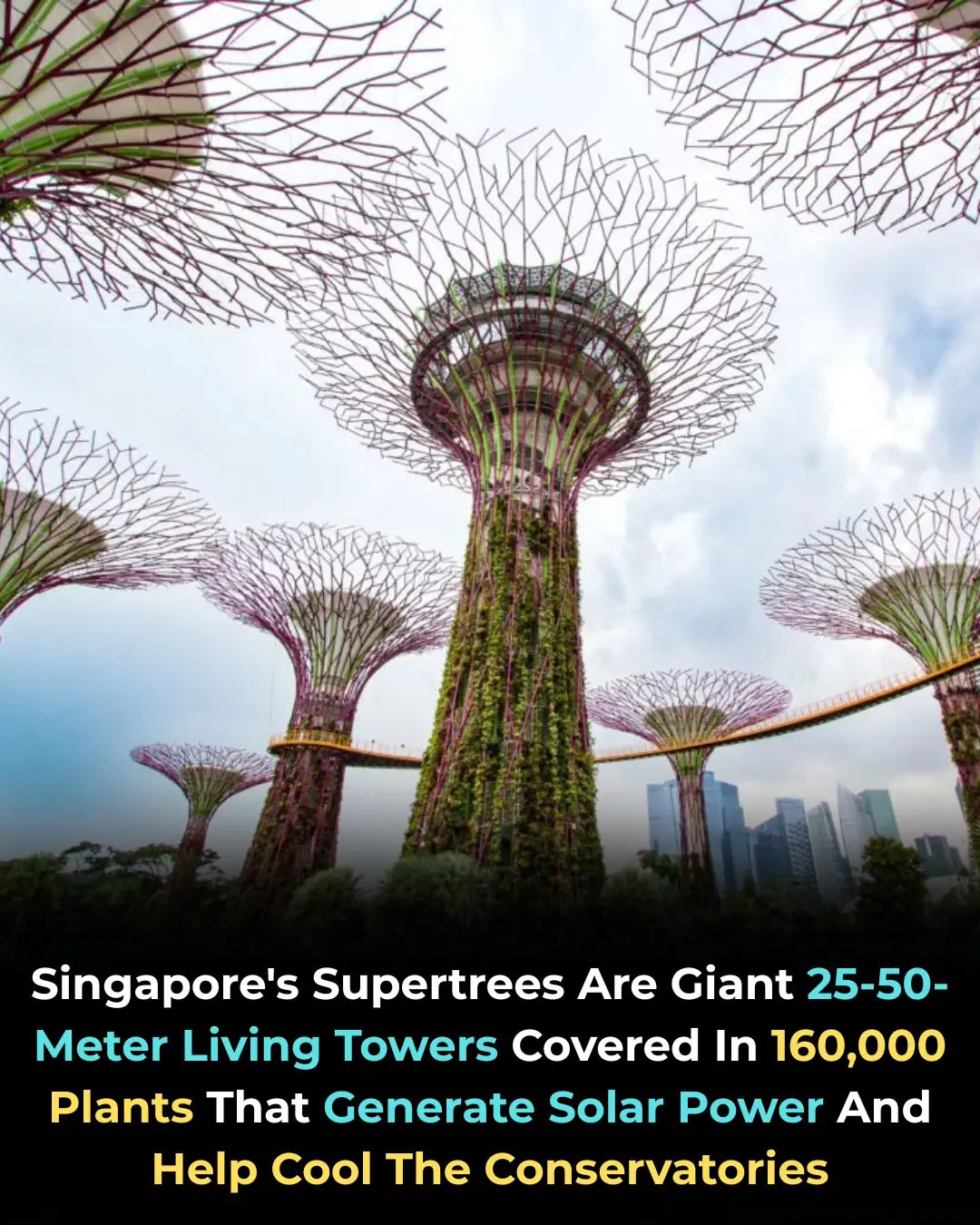 Singapore’s Supertrees: A Fusion of Architecture, Nature, and Clean Energy