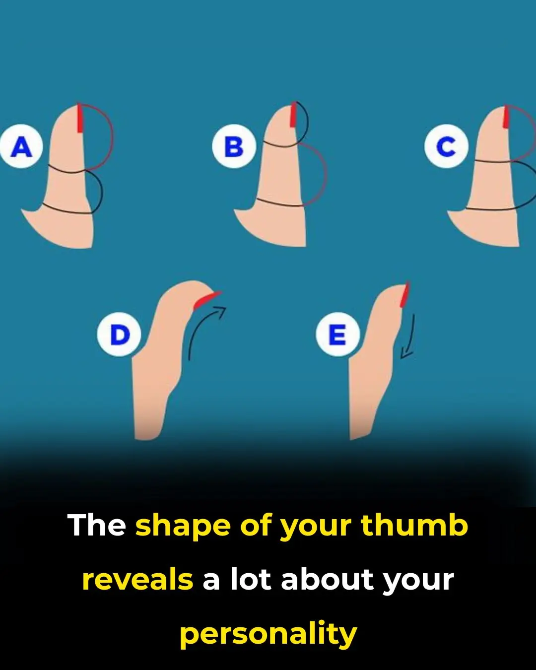 The Secrets Your Thumb Shape Reveals