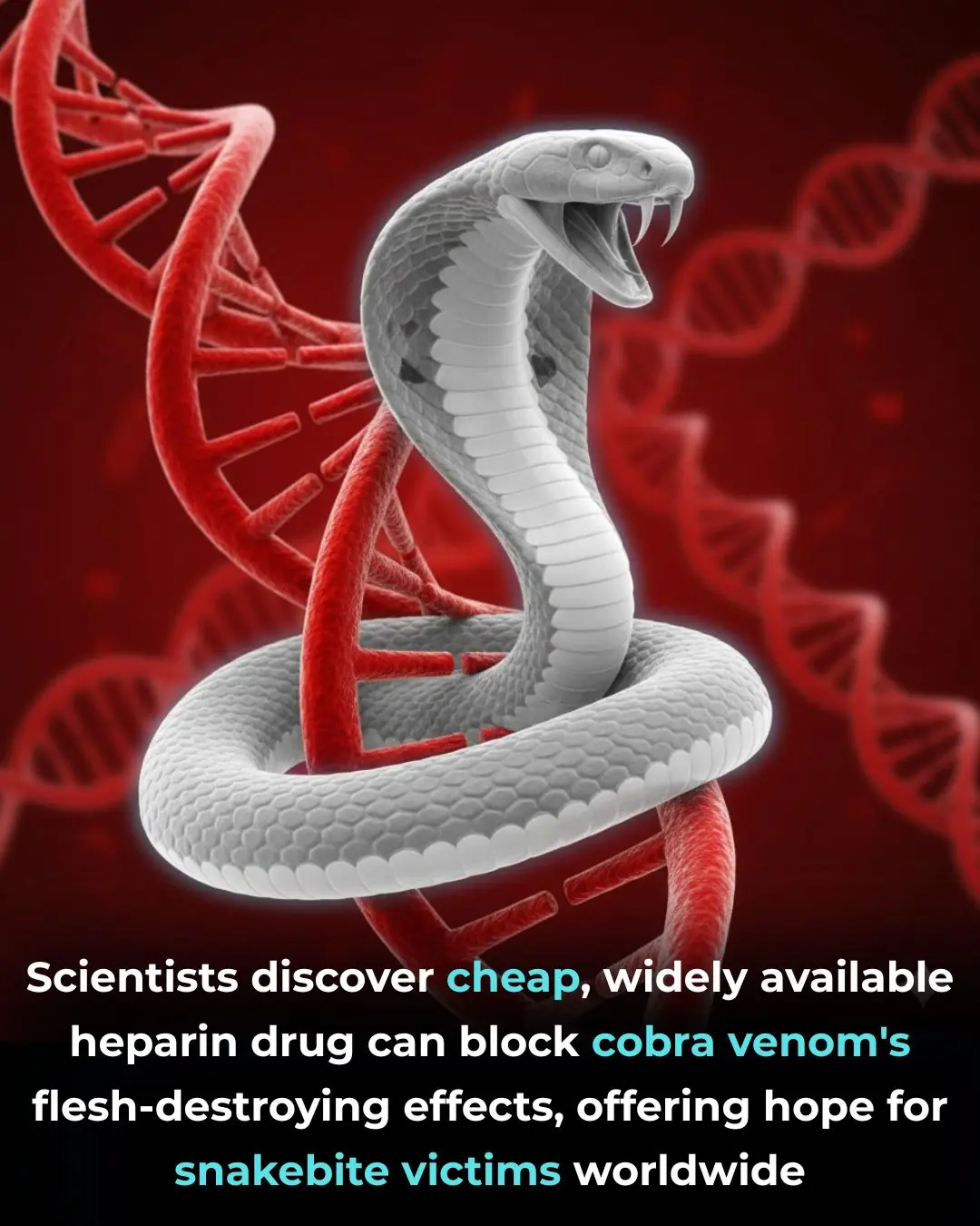 Scientists Identify a Low-Cost, Widely Available Antidote That Could Reduce Cobra Venom Damage