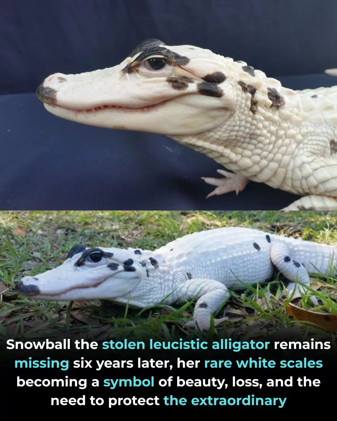 Snowball the Leucistic Alligator: A Rare Living Wonder Lost to Human Greed