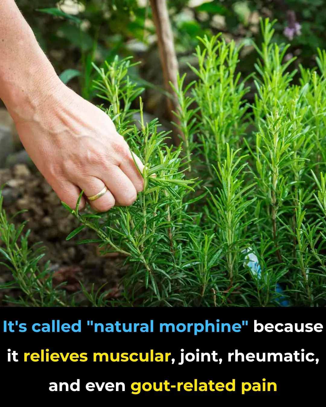 How to Grow Rosemary Abundantly at Home: Your Aromatic, Memory-Supportive Garden Ally