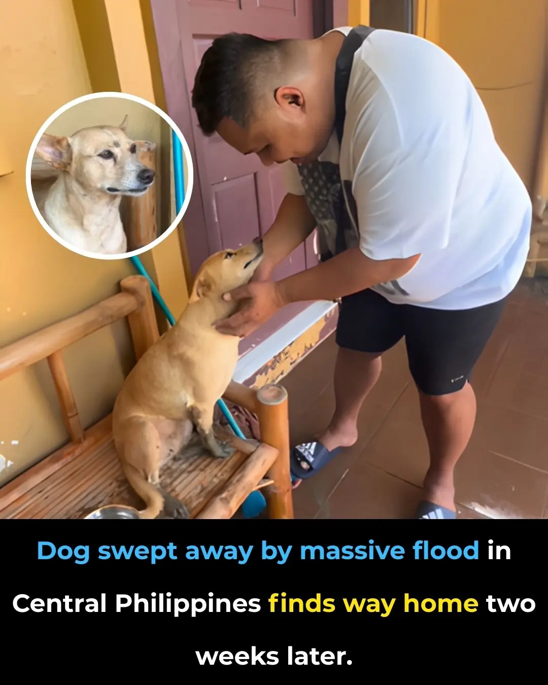 Dog Swept Away by Typhoon Floods in the Philippines Miraculously Finds His Way Home After Two Weeks