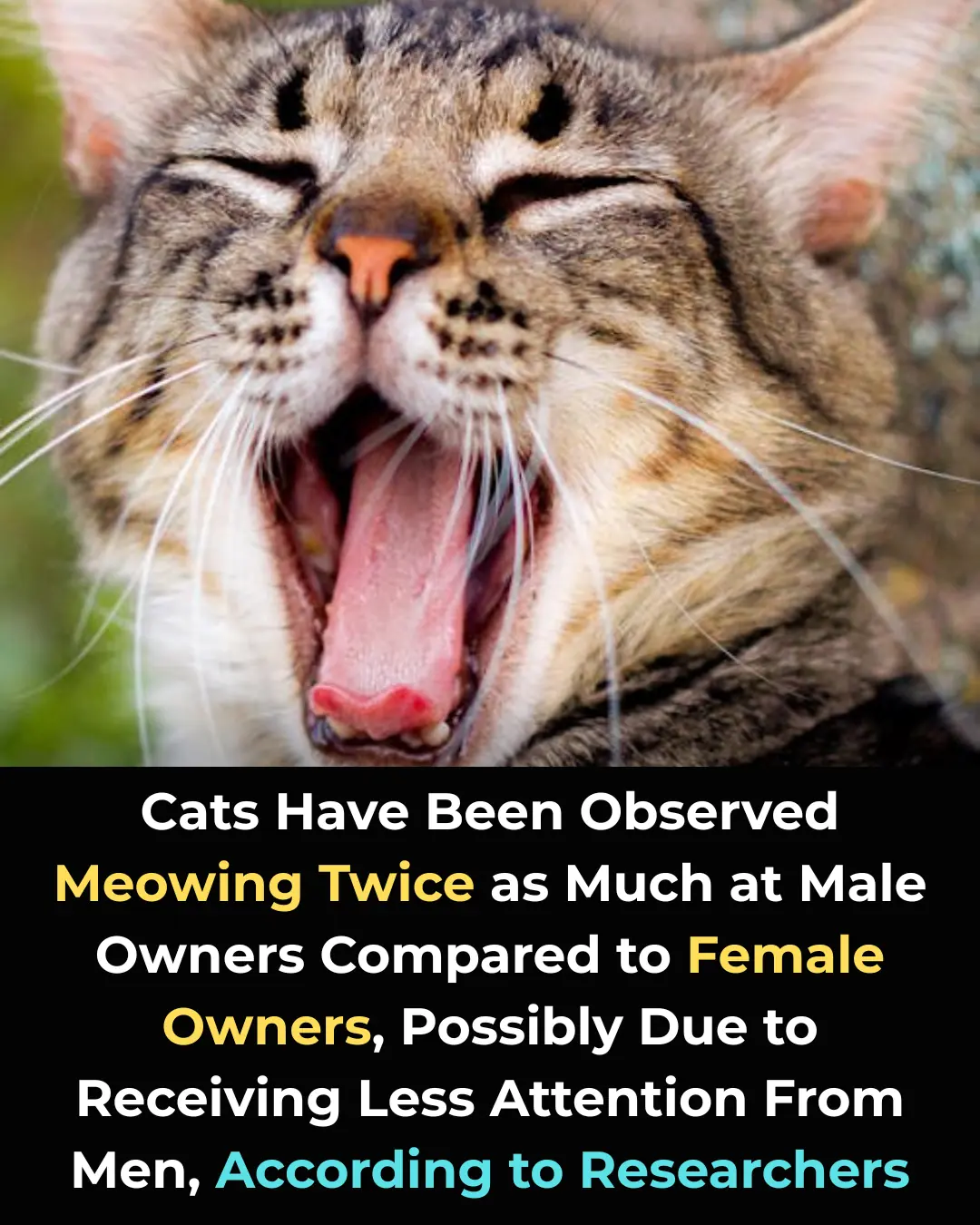 Shocking Study Reveals Why Cats Meow More to Men Than Women