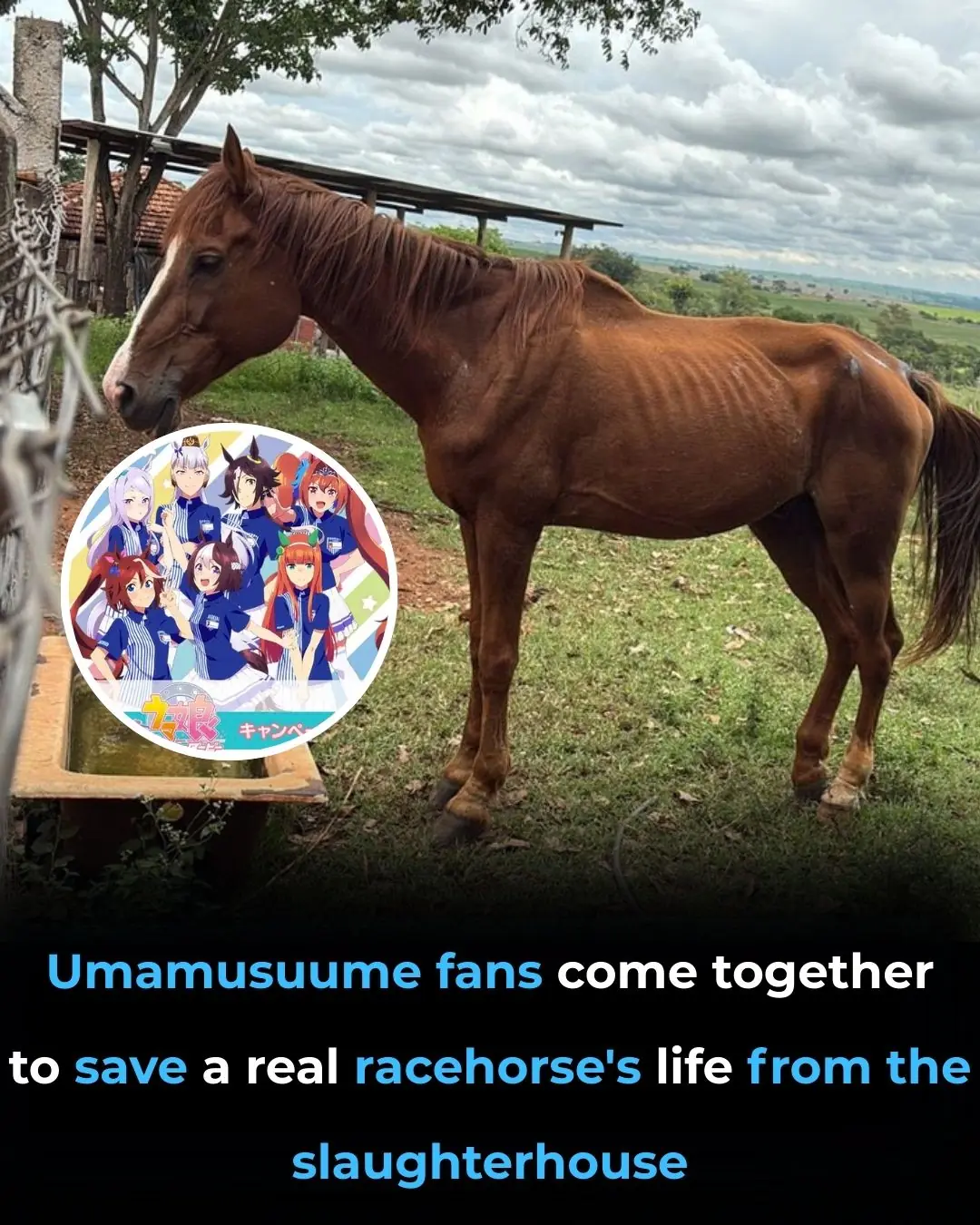 The Heartwarming Tale of How Fans of Umamusume: Pretty Derby Saved a Former Racehorse